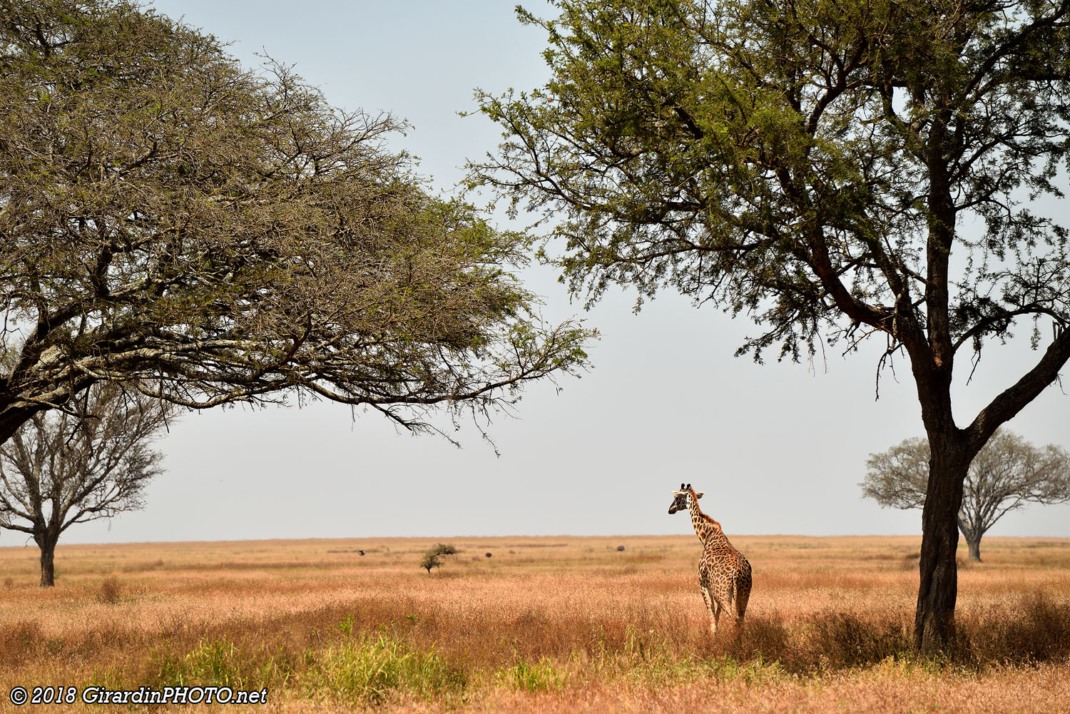 Plaine du Serengeti