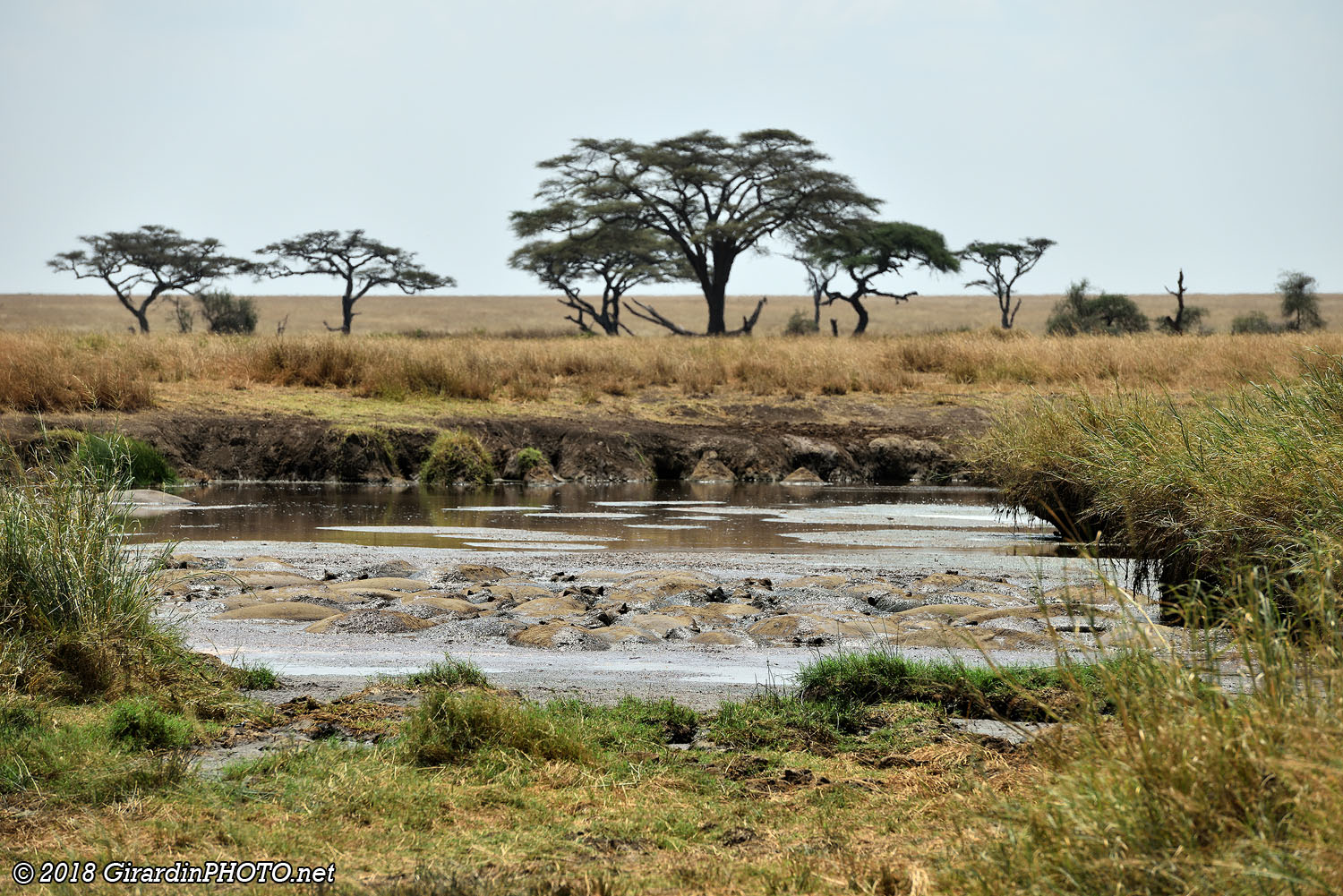 Mare aux hippopotames