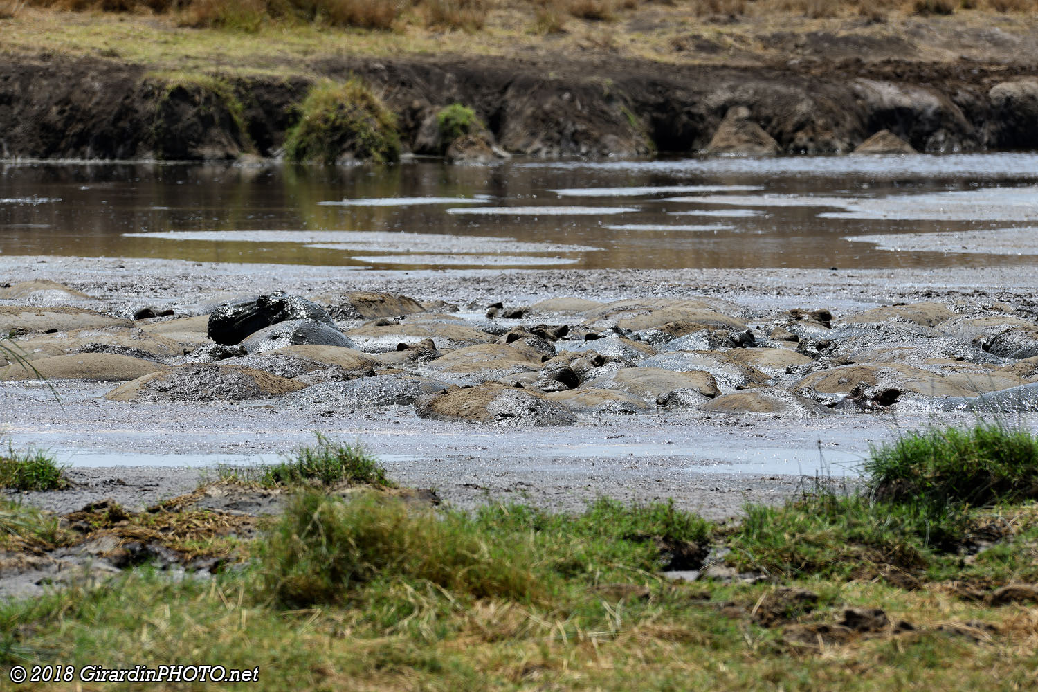 Tas de boue ? Non, tas d'hippos !
