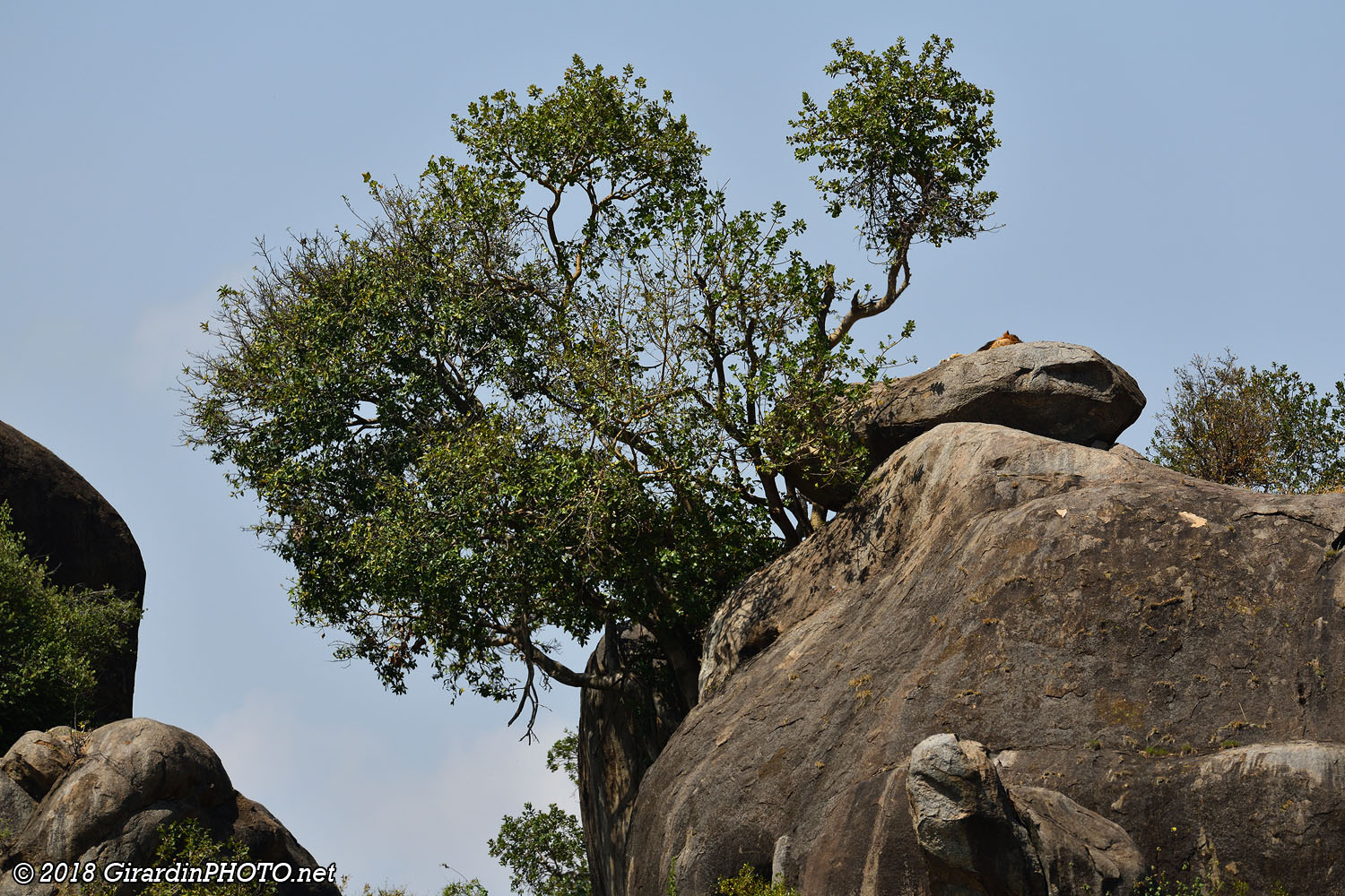 Lion au sommet des Maasai Kopjes