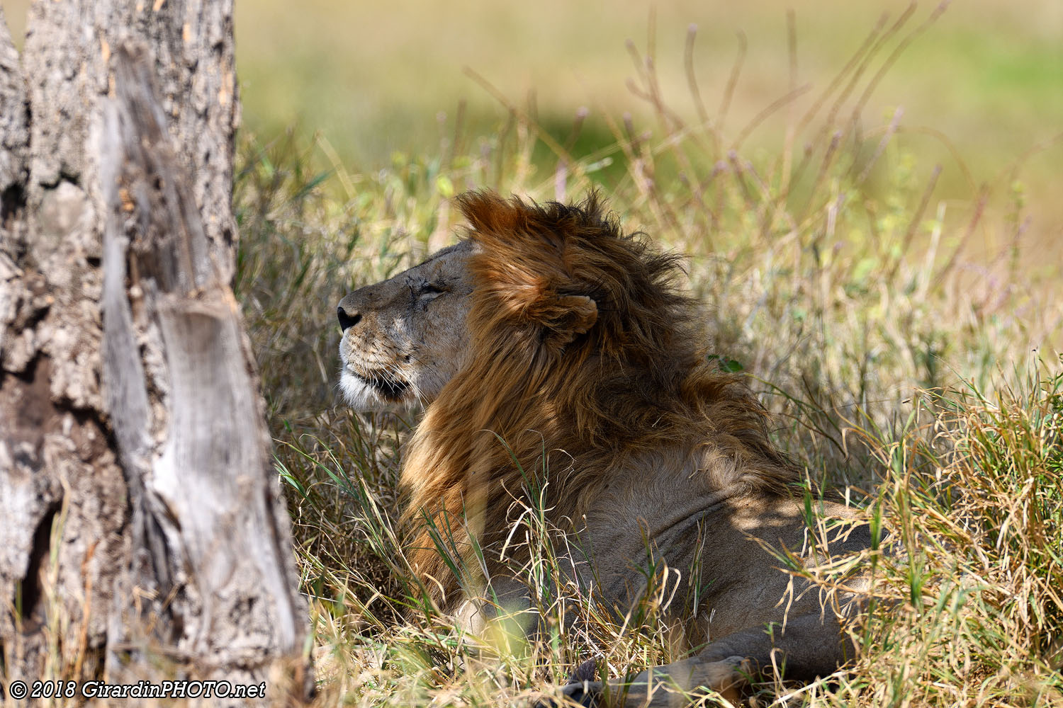 Les lions ne sont pas très actifs la journée