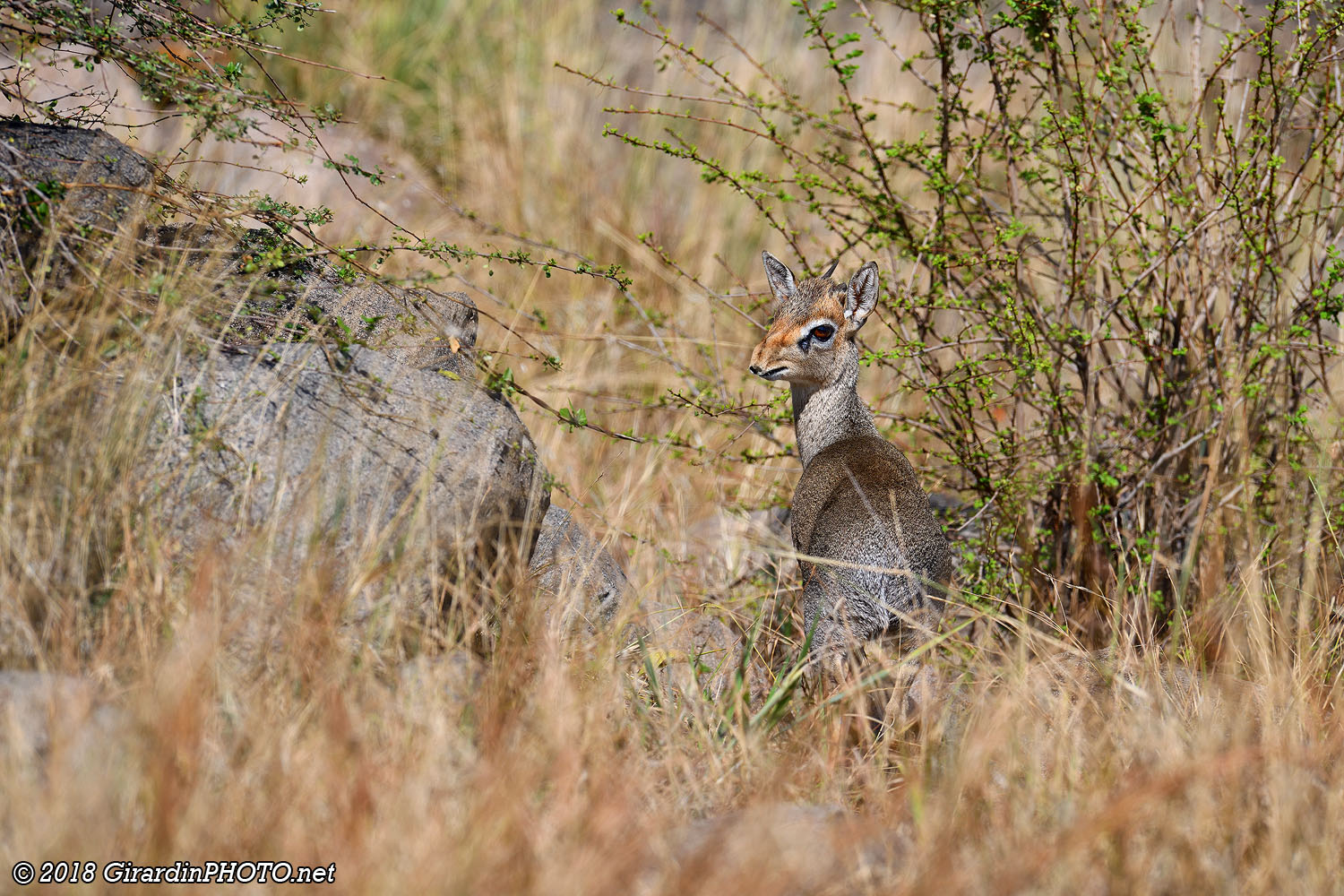 Dik-dik de Günther