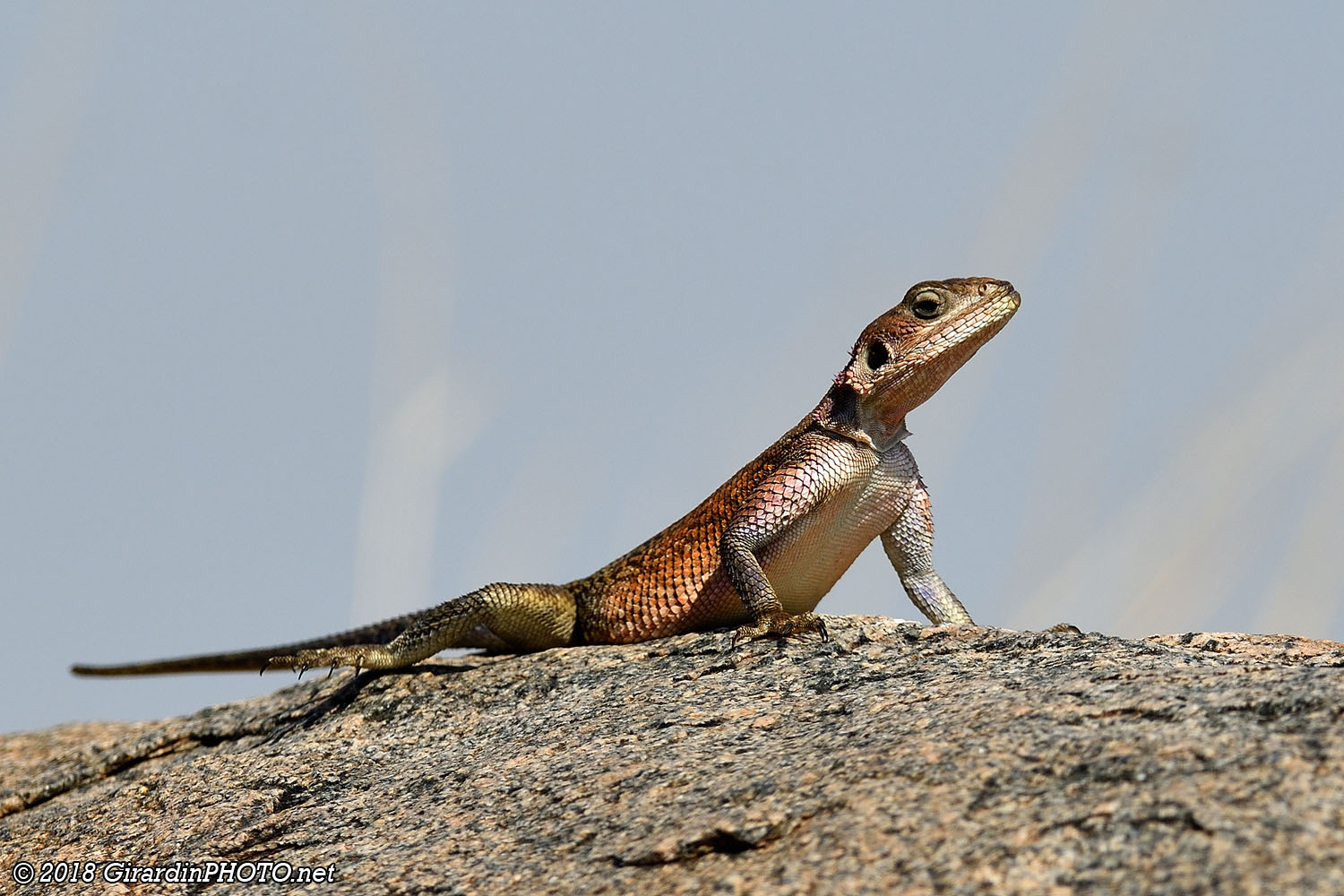 Lézard Agama mwanzae femelle