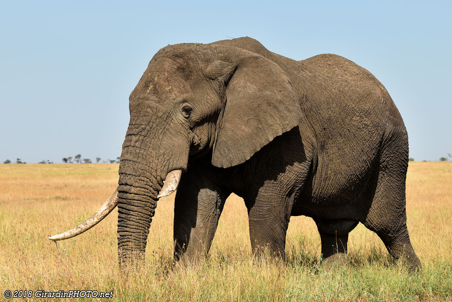 Eléphant solitaire