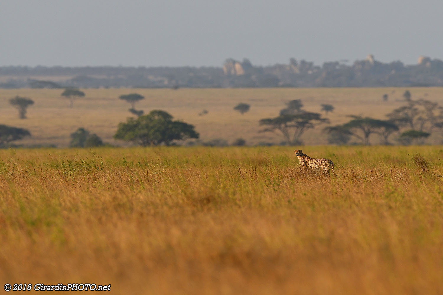 Plaines du Serengeti en fin de journée