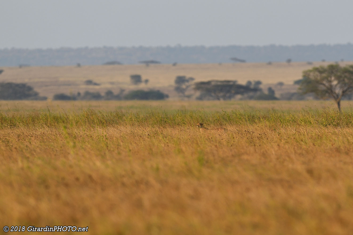 Guépard dans les hautes herbes