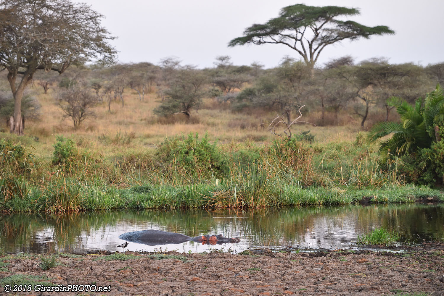 Un hippo dort déjà