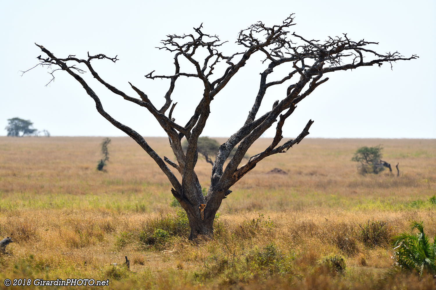 Tiens, un lionceau dans l'arbre !