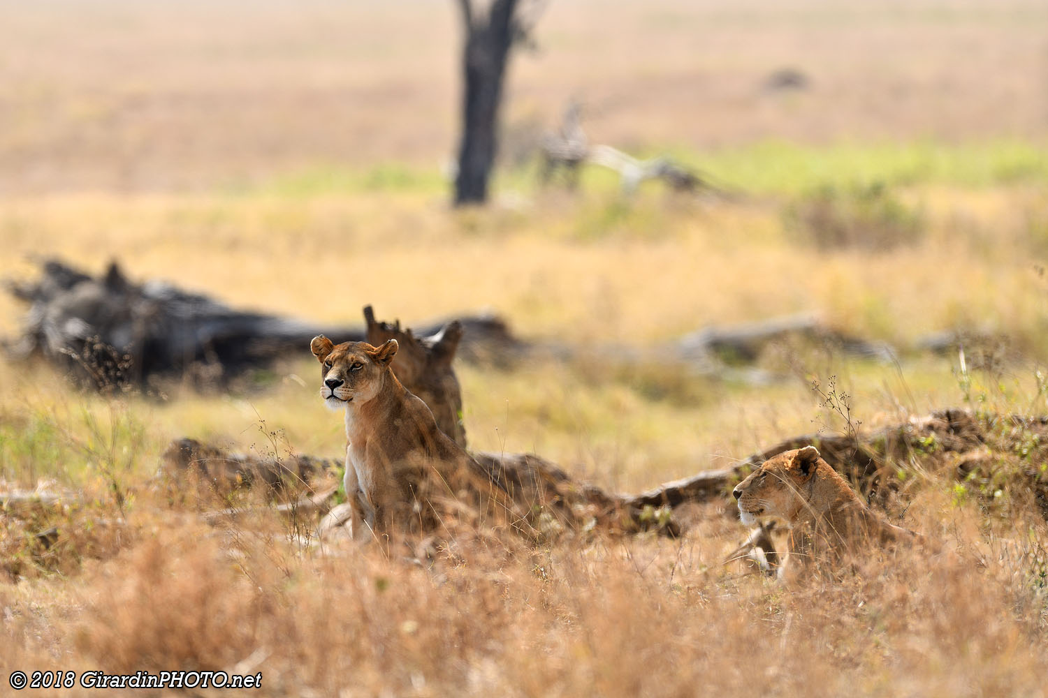 Lionnes