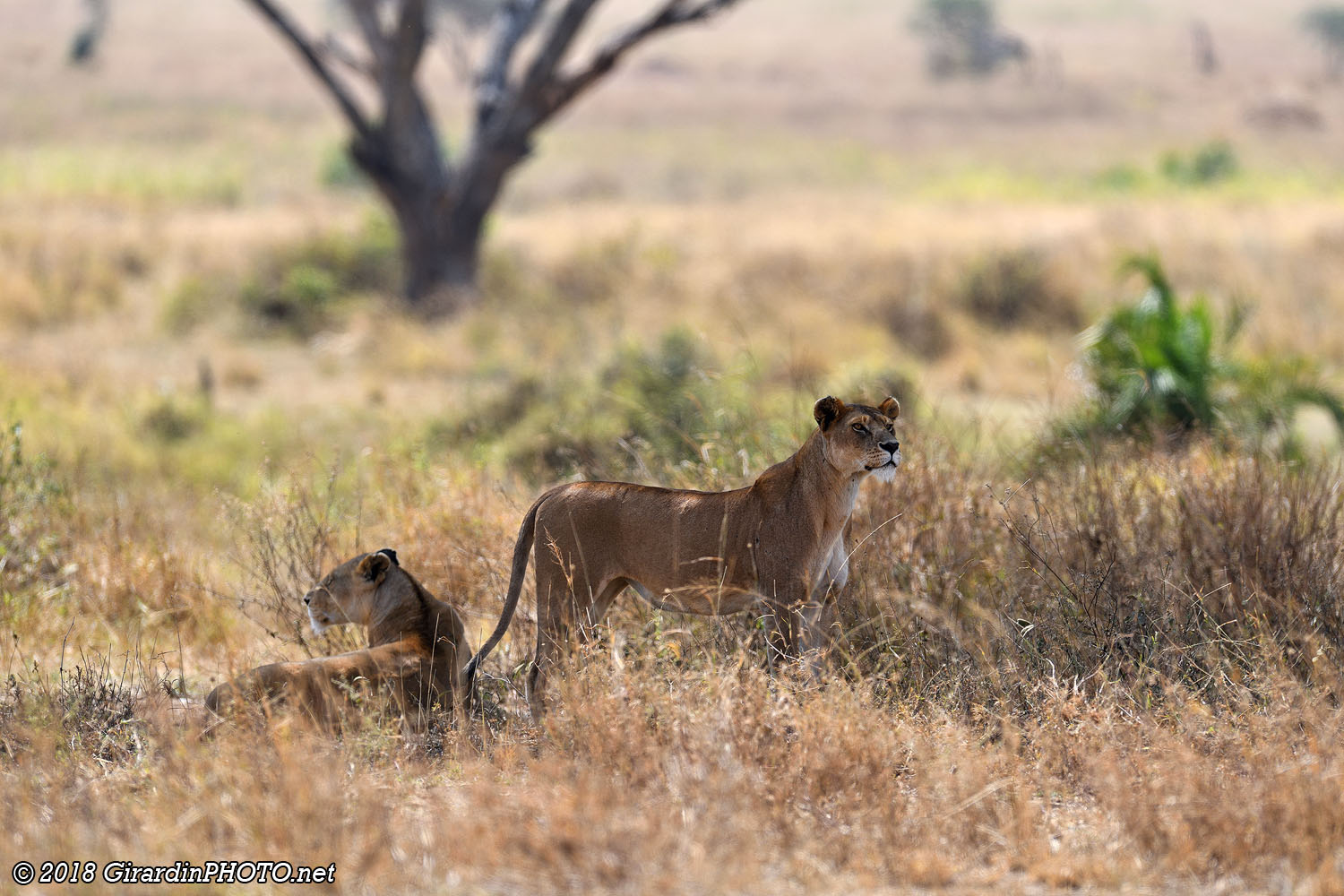 Lionnes aux aguets