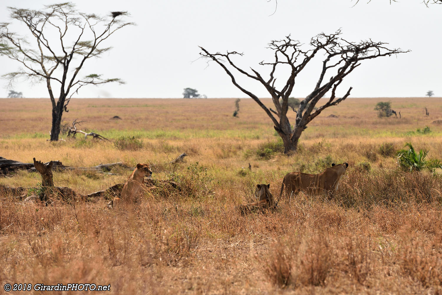 Famille de lions