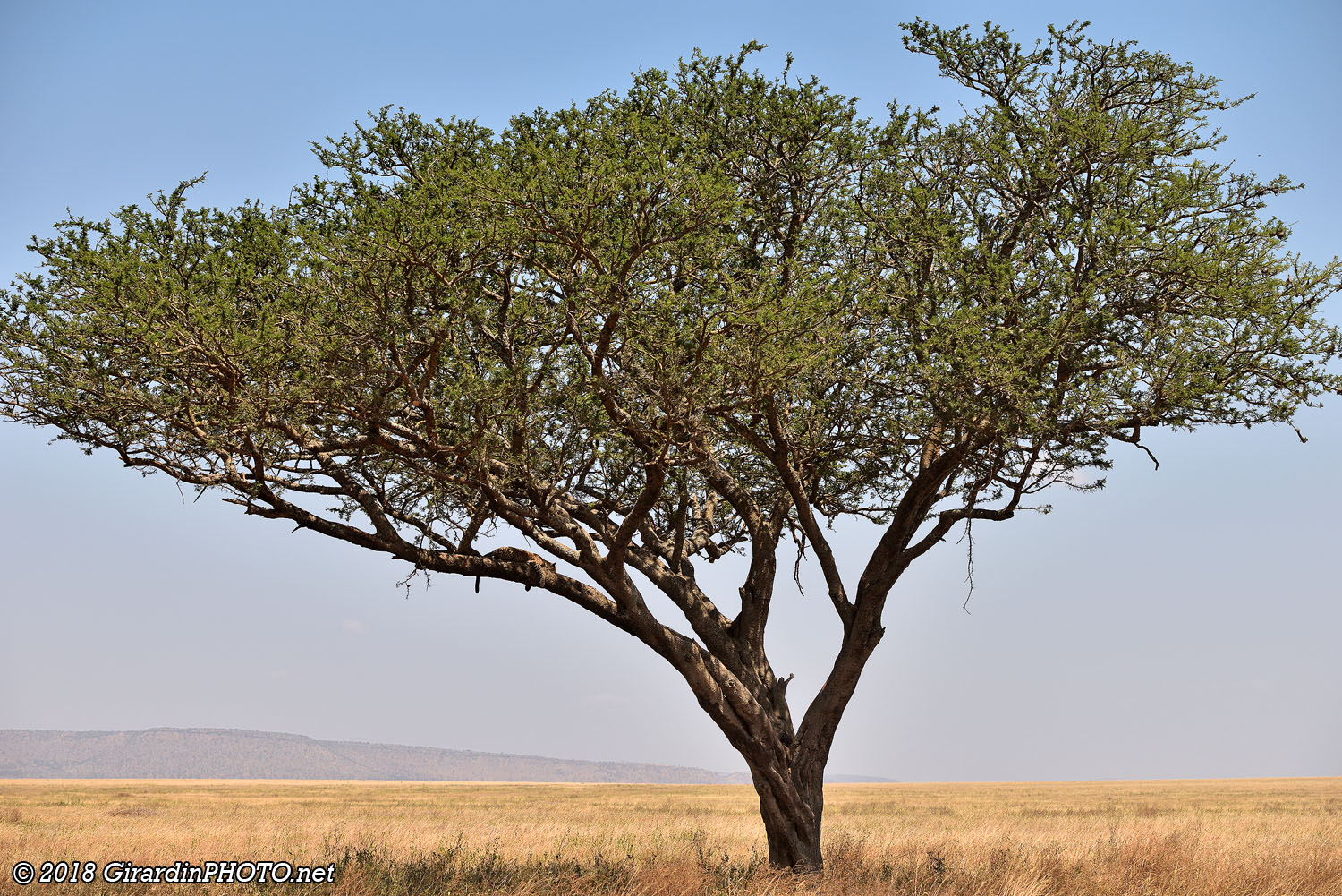 Arbre à léopard