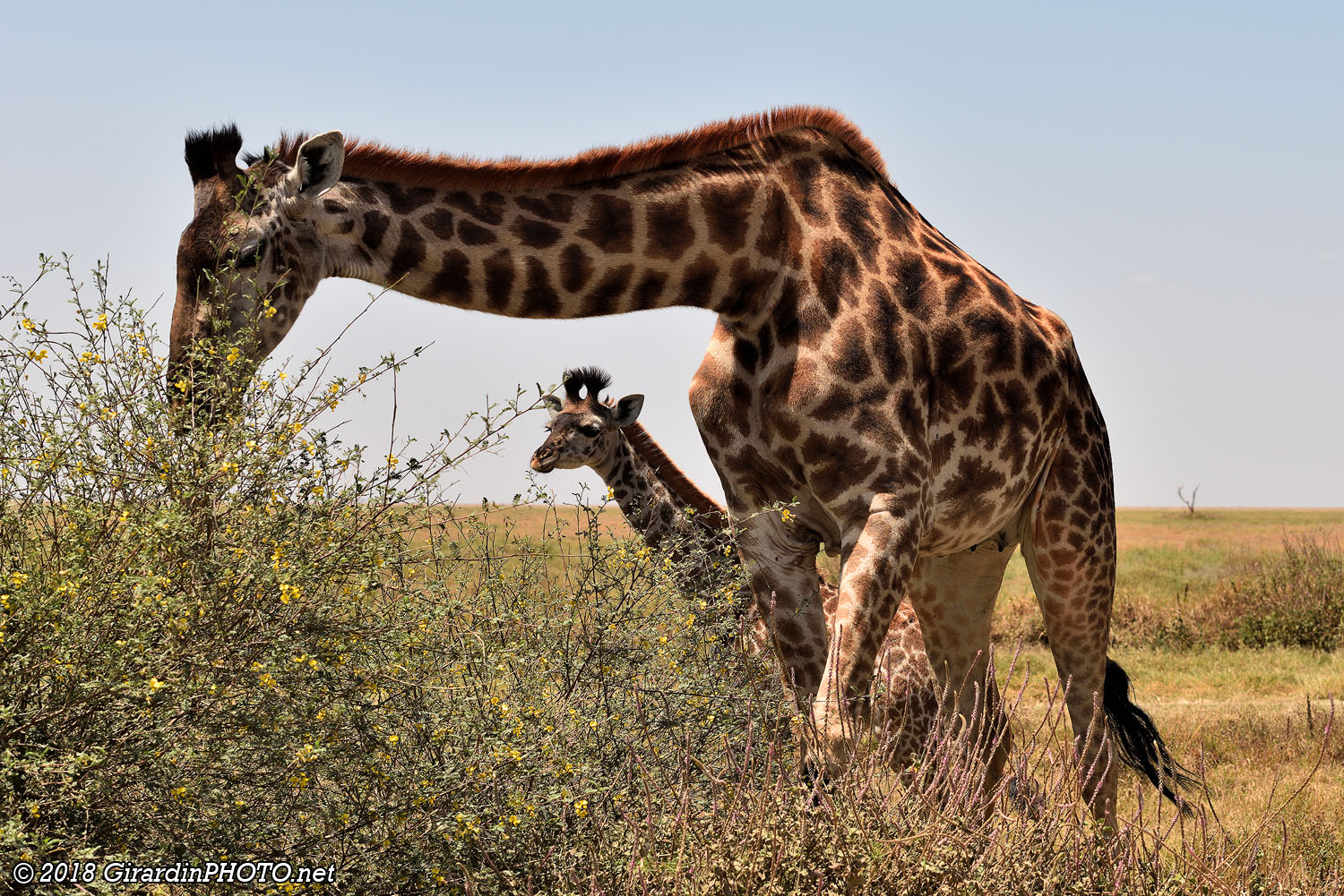 Girafe et son girafon