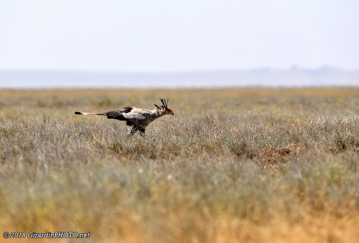 Messager sagittaire en chasse