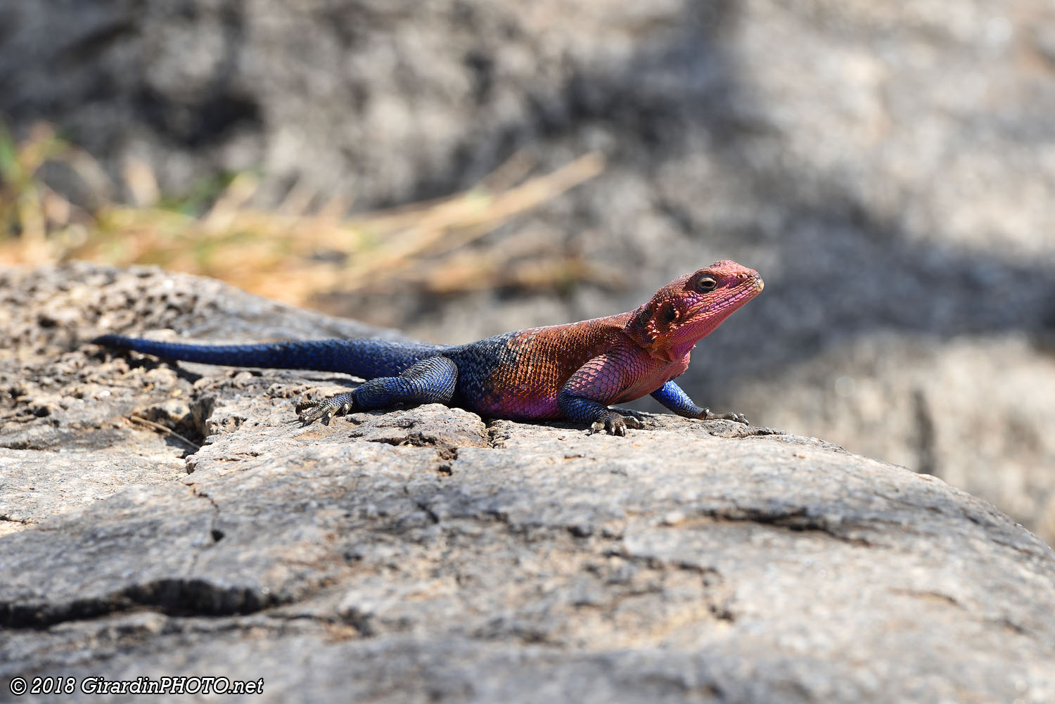 Lézard Agama mwanzae au sommet de Naabi Hill Kopje