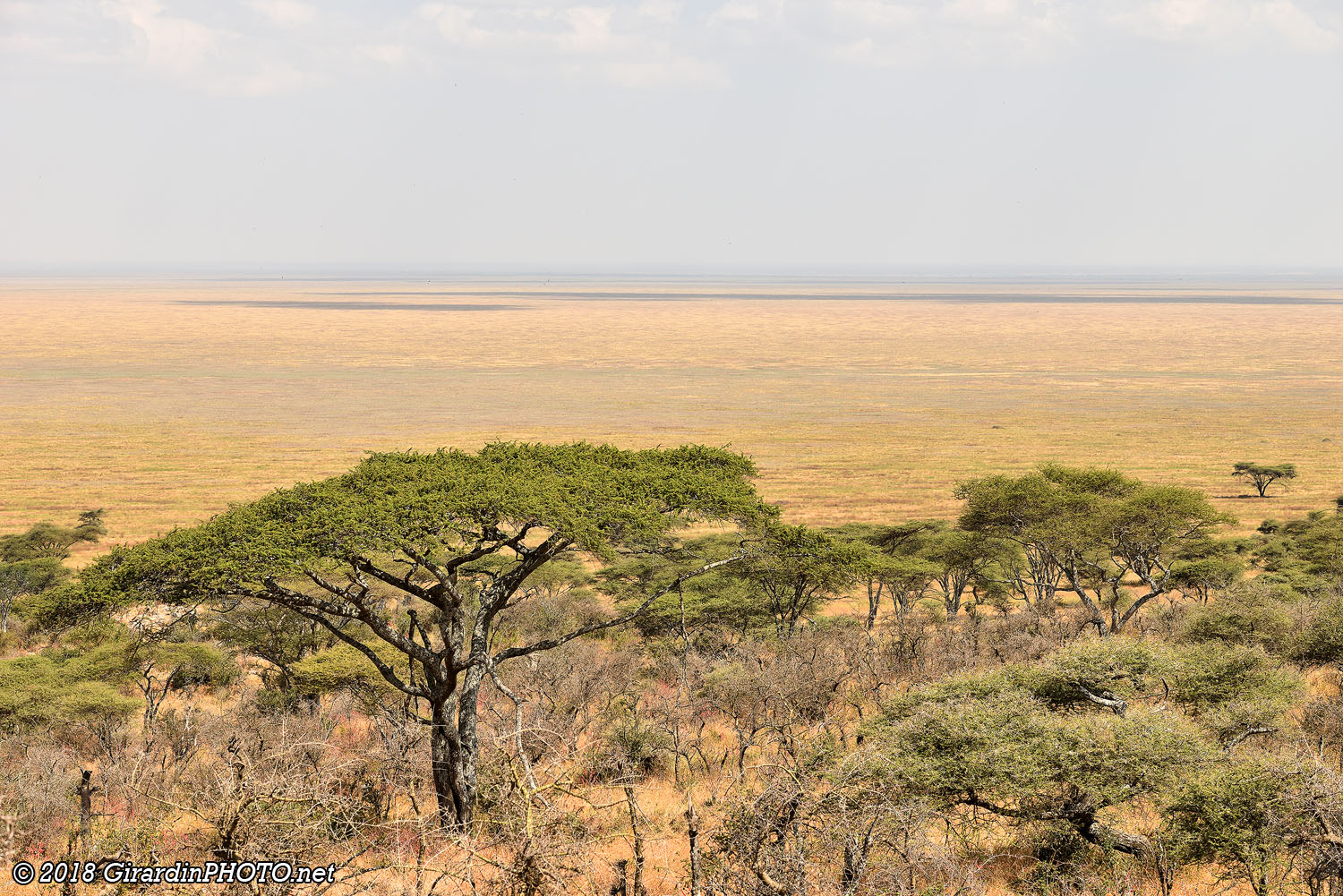 Vue depuis Naabi Hill Kopje sur Serengeti Plains