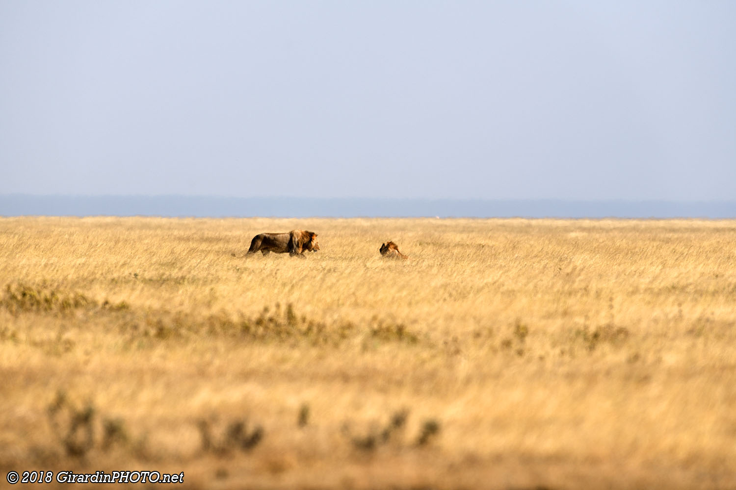 Lions dans la plaine