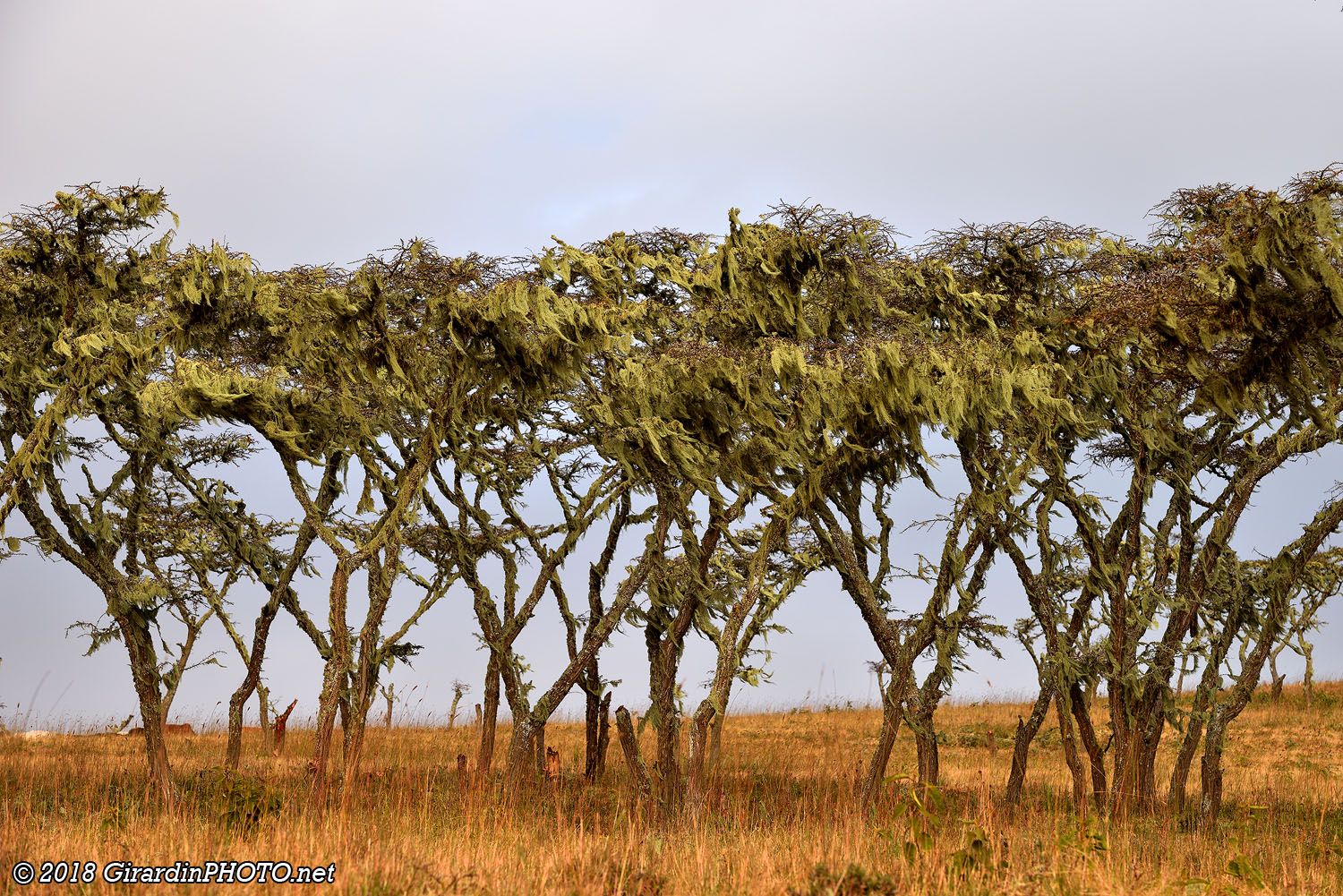 Mousse sur les arbres