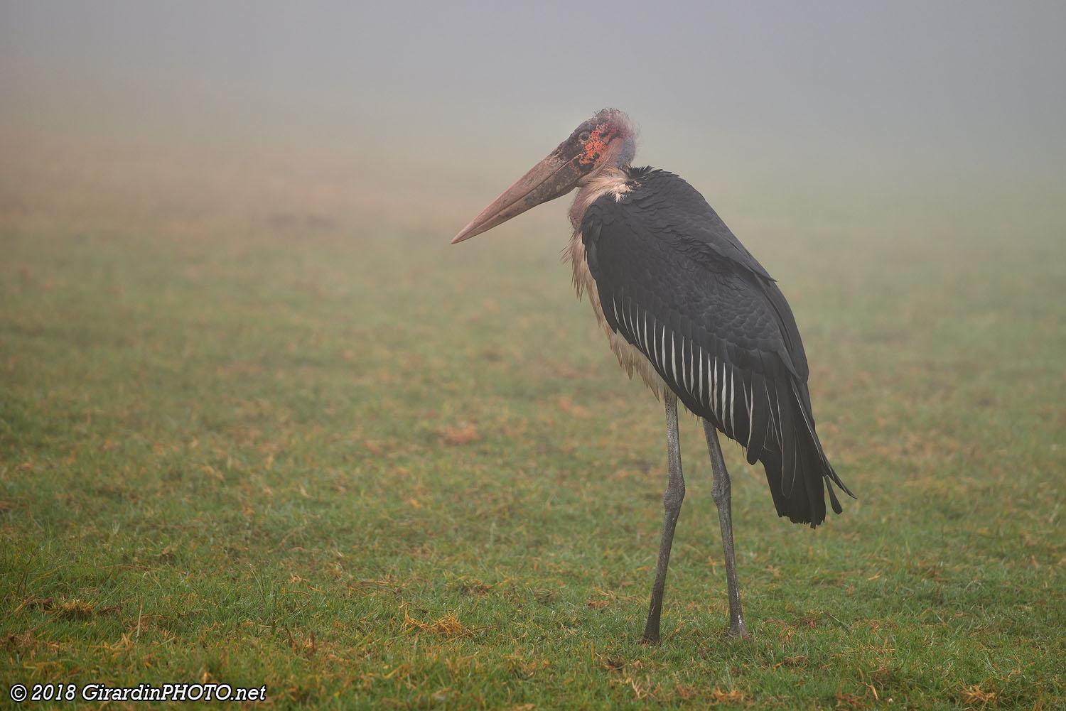 Marabout dans le brouillard