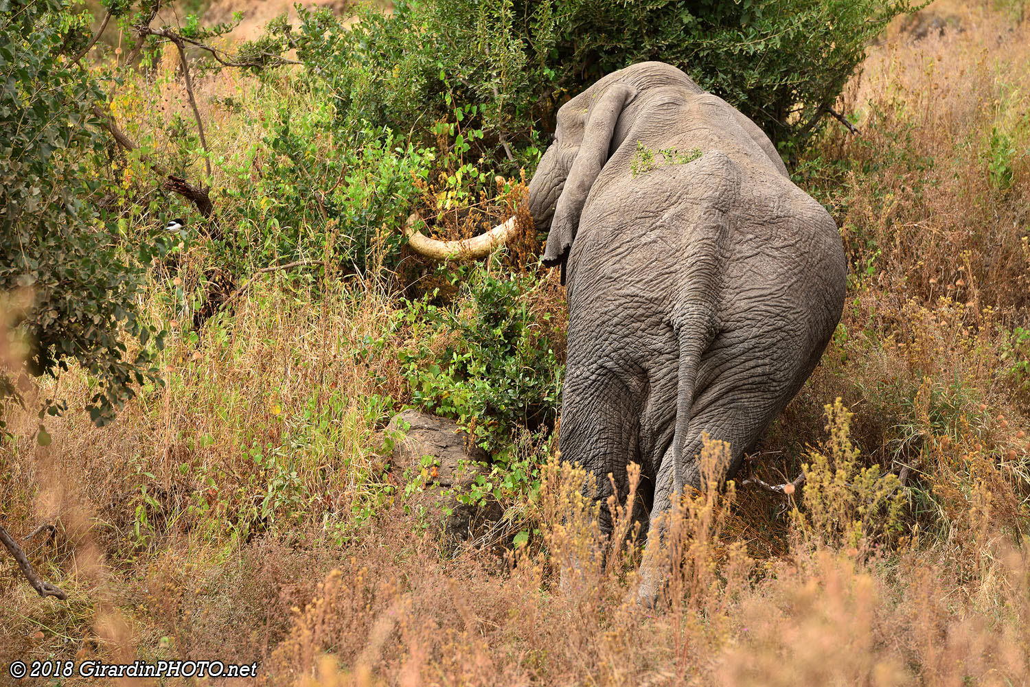 Eléphant aux défenses géantes
