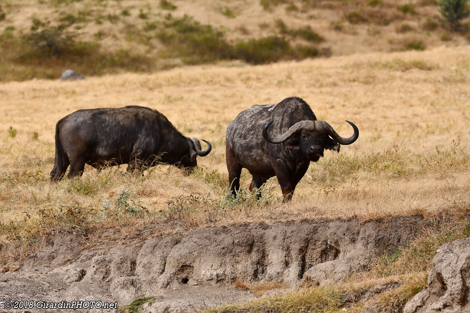 Buffles