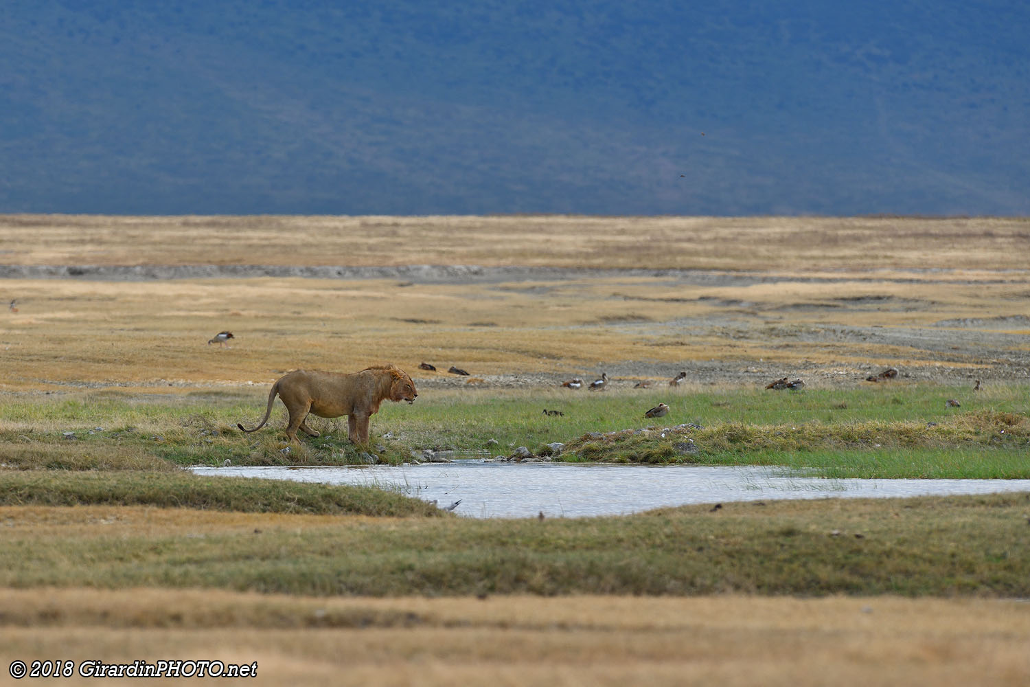 Lion au point d'eau