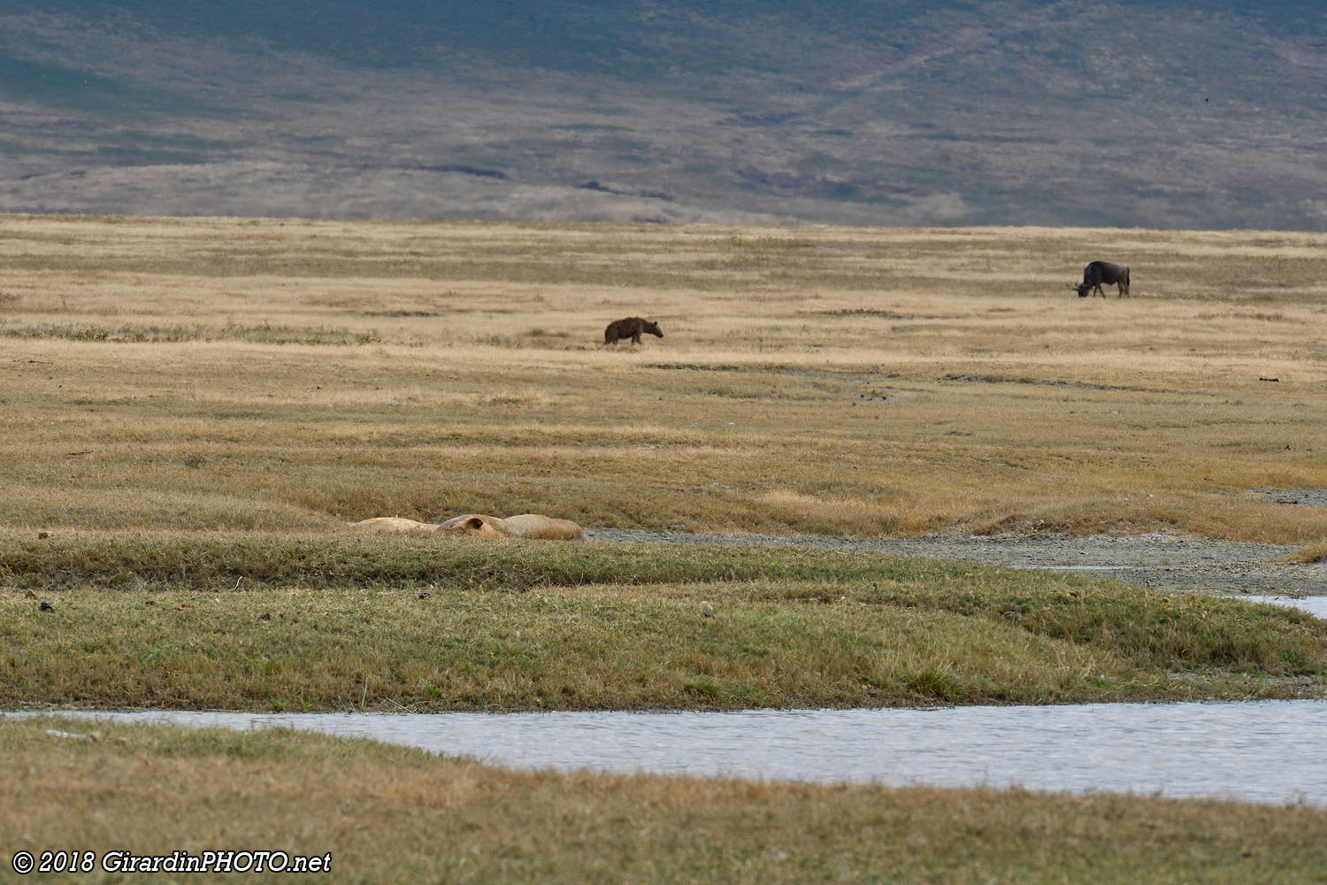 Lions, hyène et gnou : une scène dans le Ngorongoro Crater