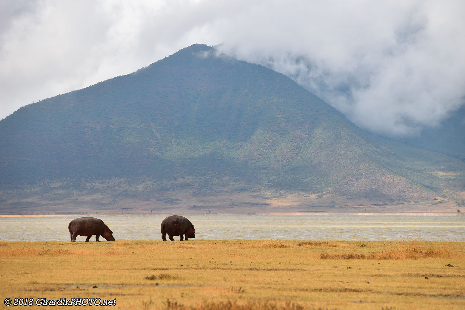 Hippopotames au bord du Lake Magadi