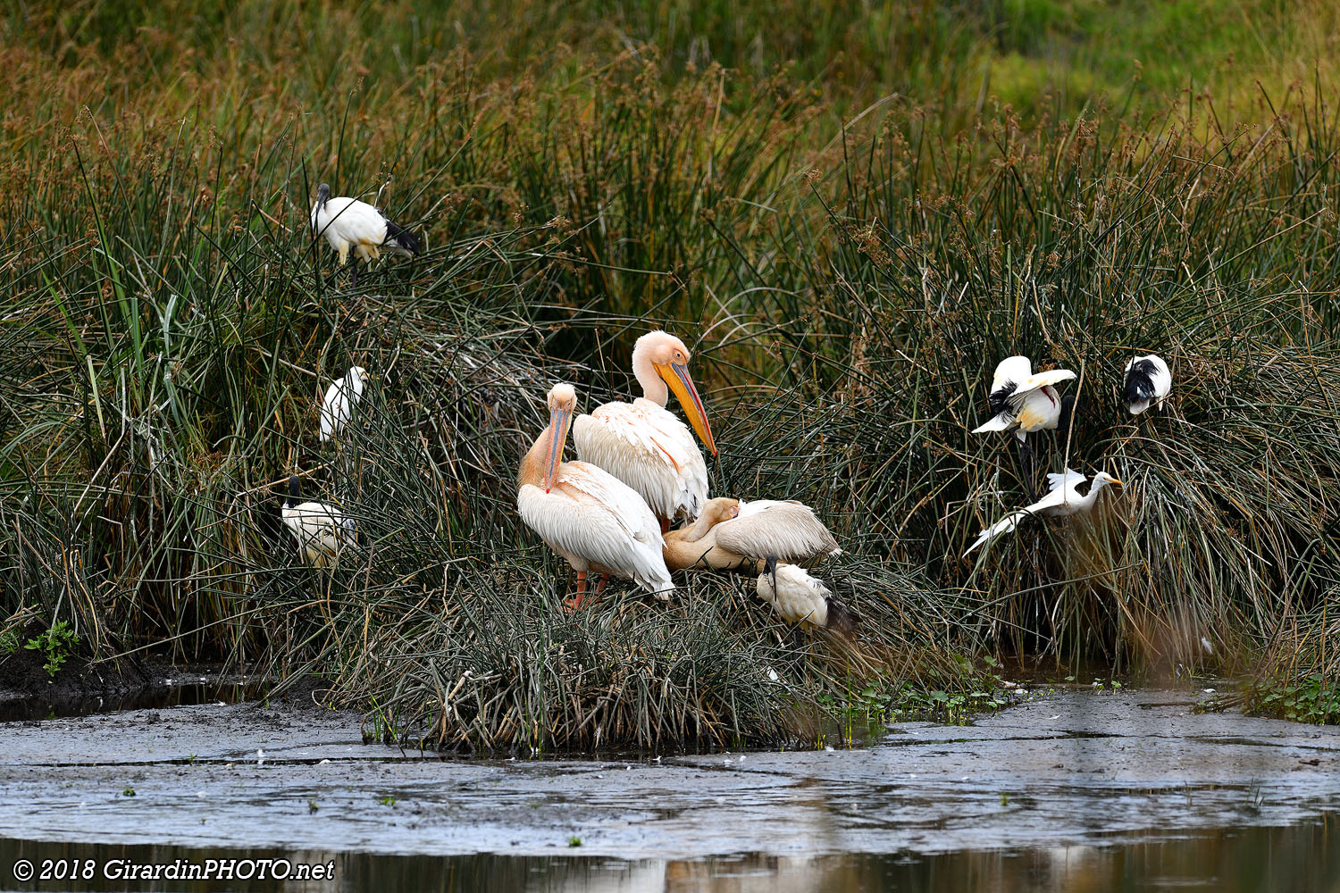 Oiseaux à Hippo Pool