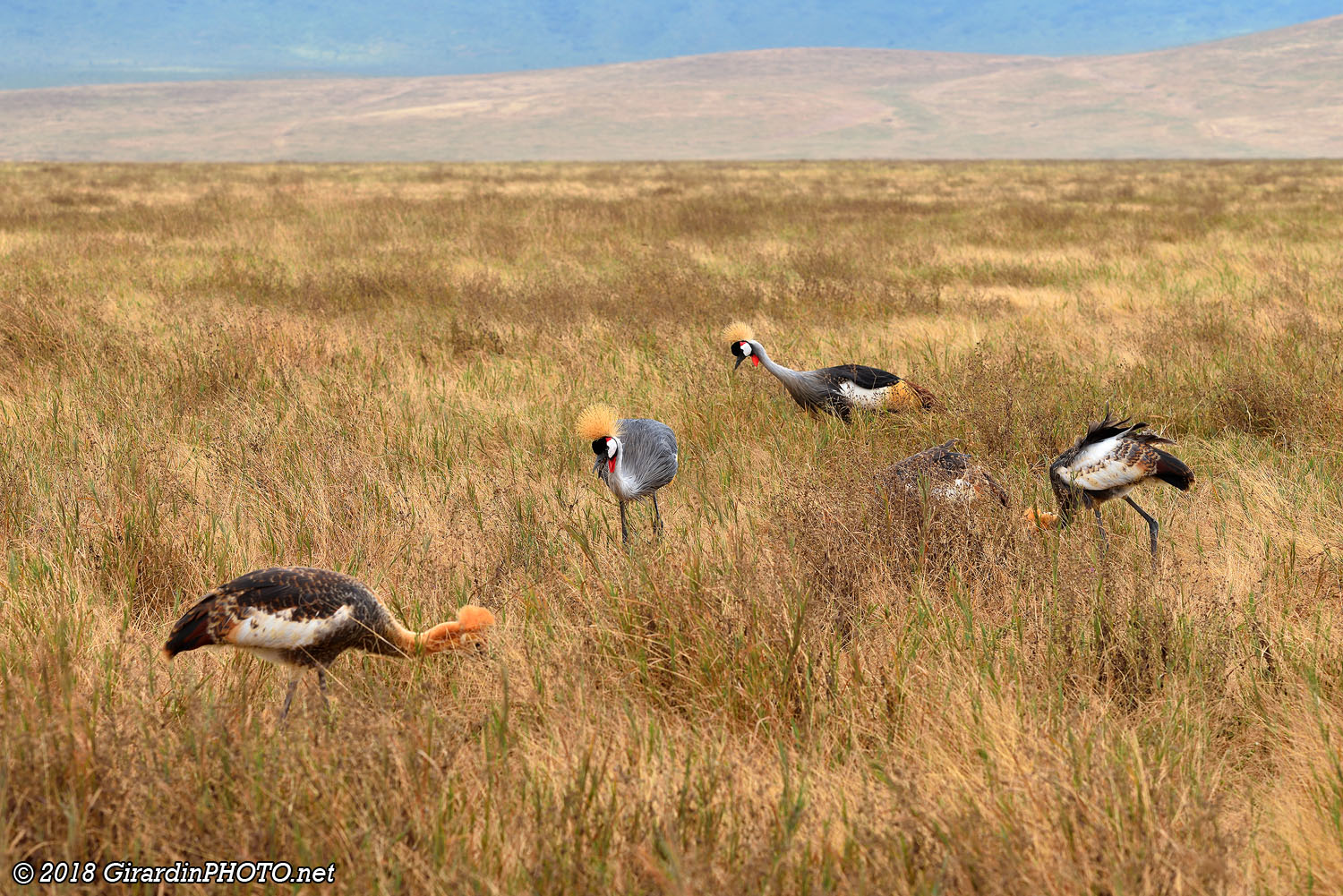 Famille de grues royales