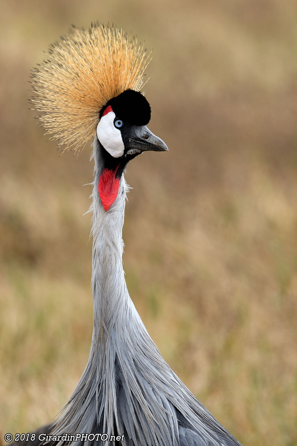 Grue royale