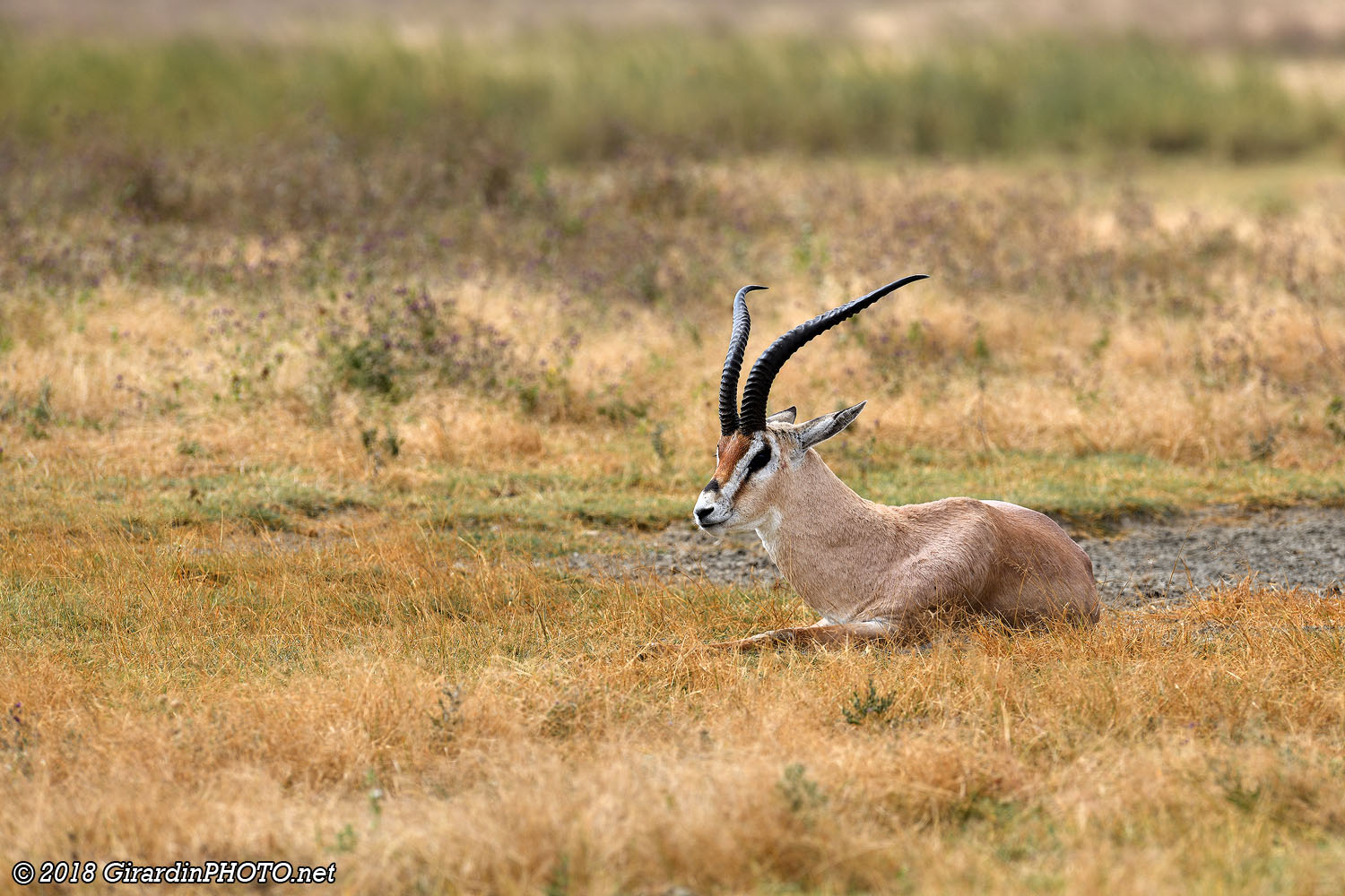 Gazelle de Grant