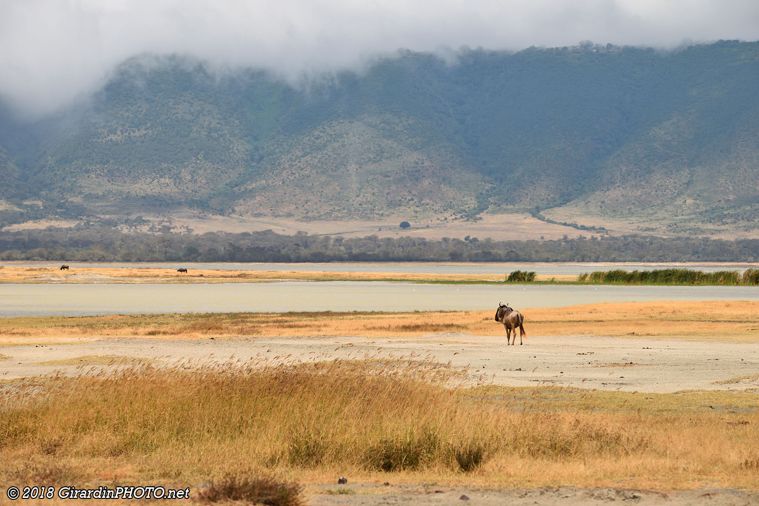 Gnou au Lake Magadi
