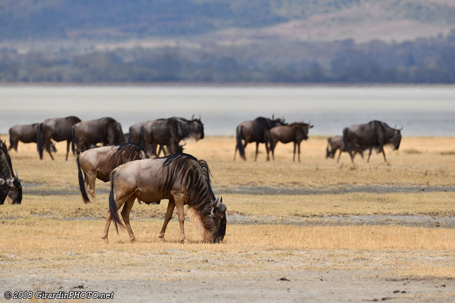 Gnous au Lake Magadi