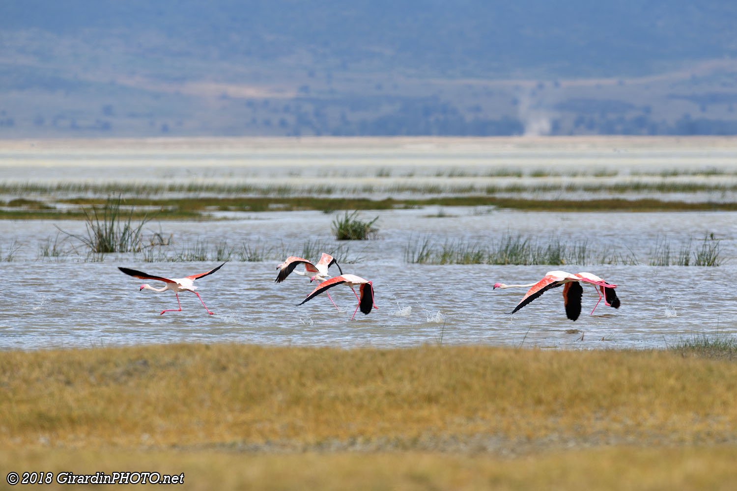 Envol de flamants roses