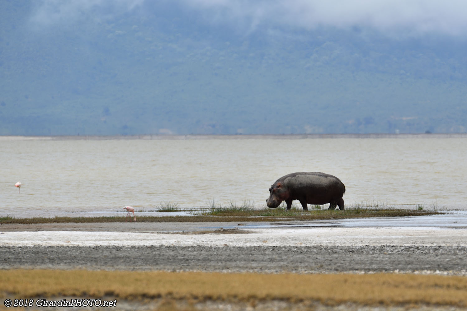 Hippo