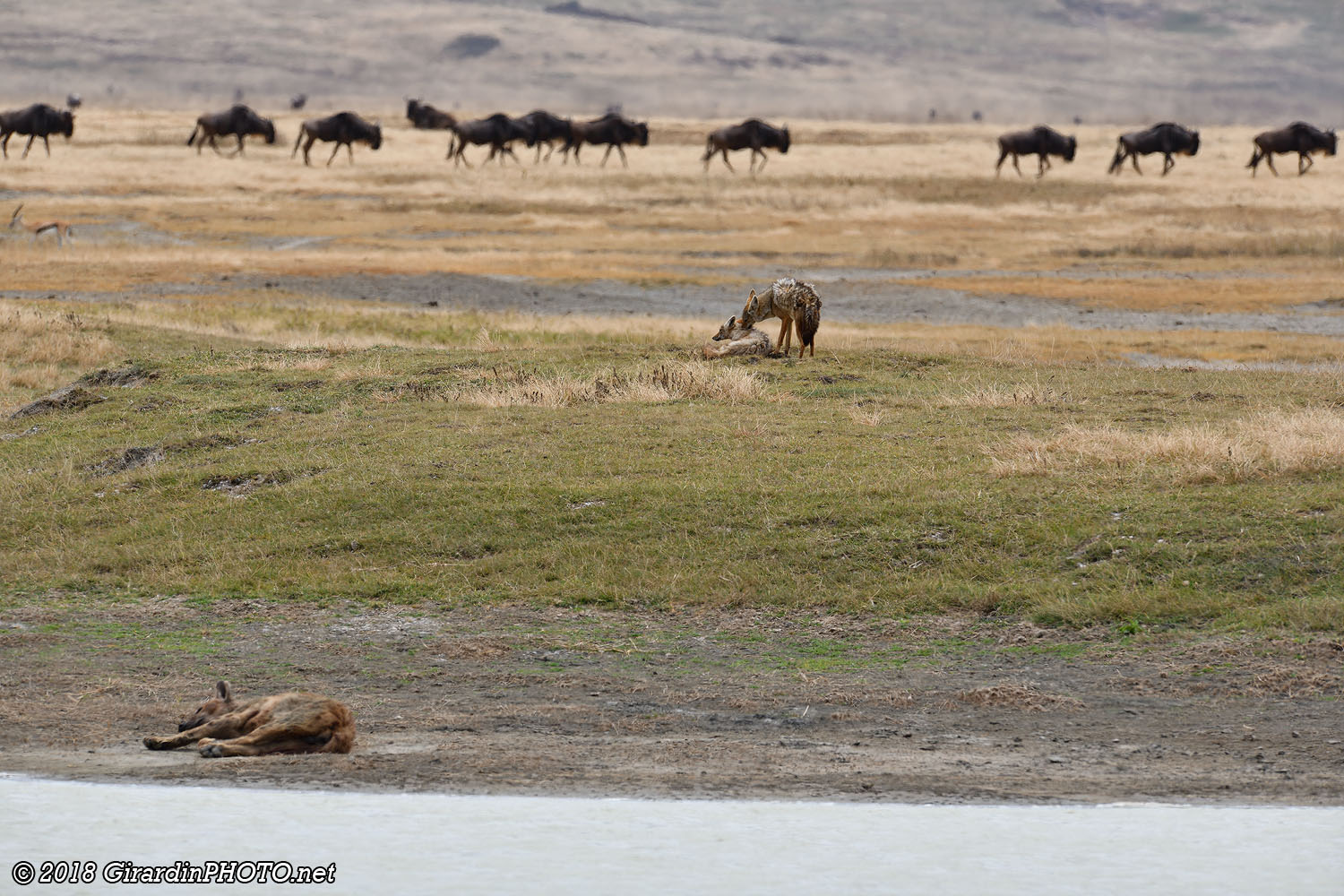 Scène pittoresque du Ngorongoro Crater