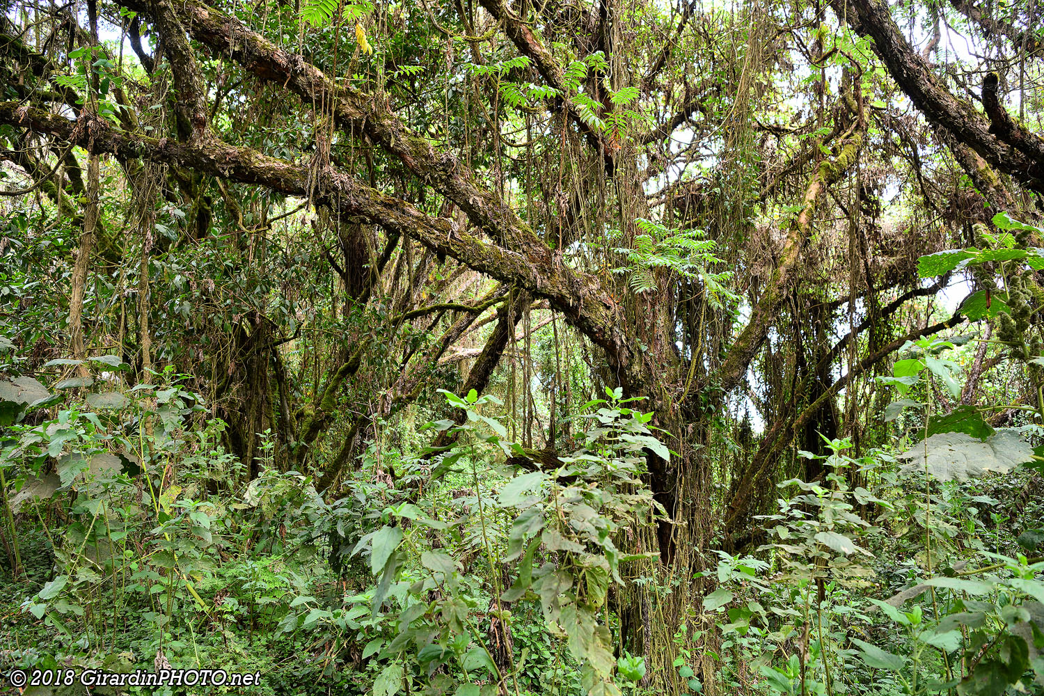 Forêt