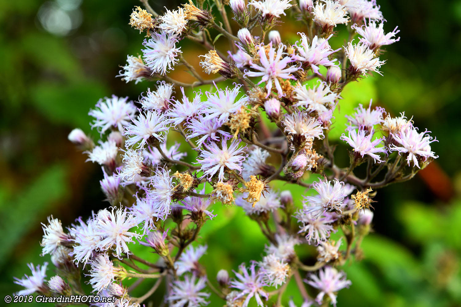 ... plein d'autres jolies fleurs