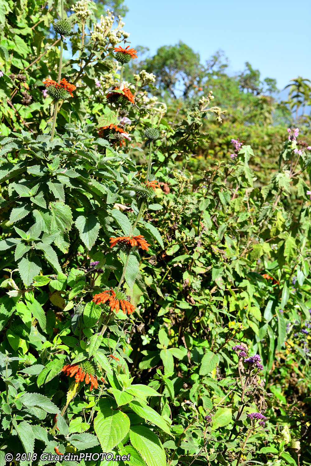 Lion's Tail et ...
