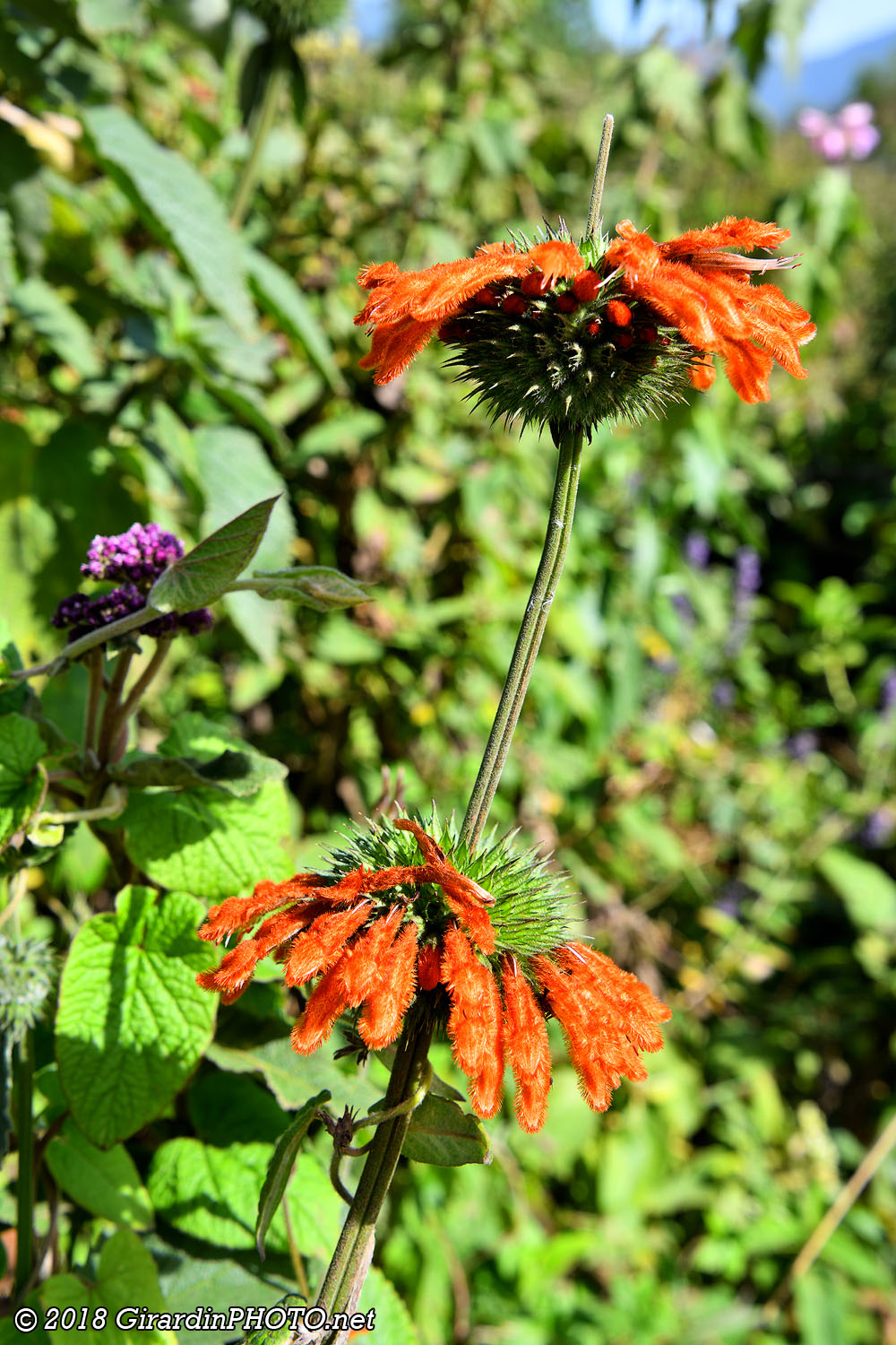 Lion's Tail et ...