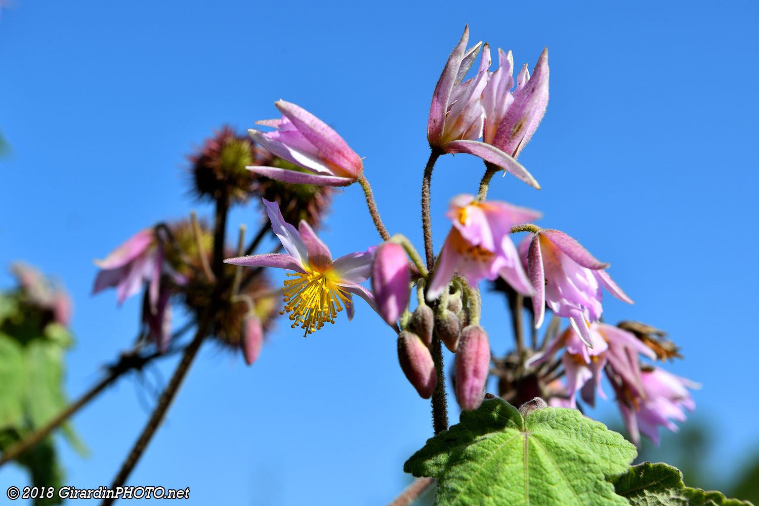 ... plein d'autres jolies fleurs