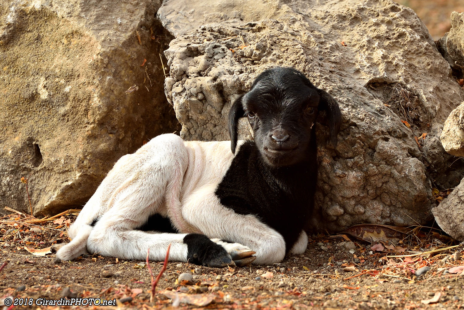 Trop mignon !