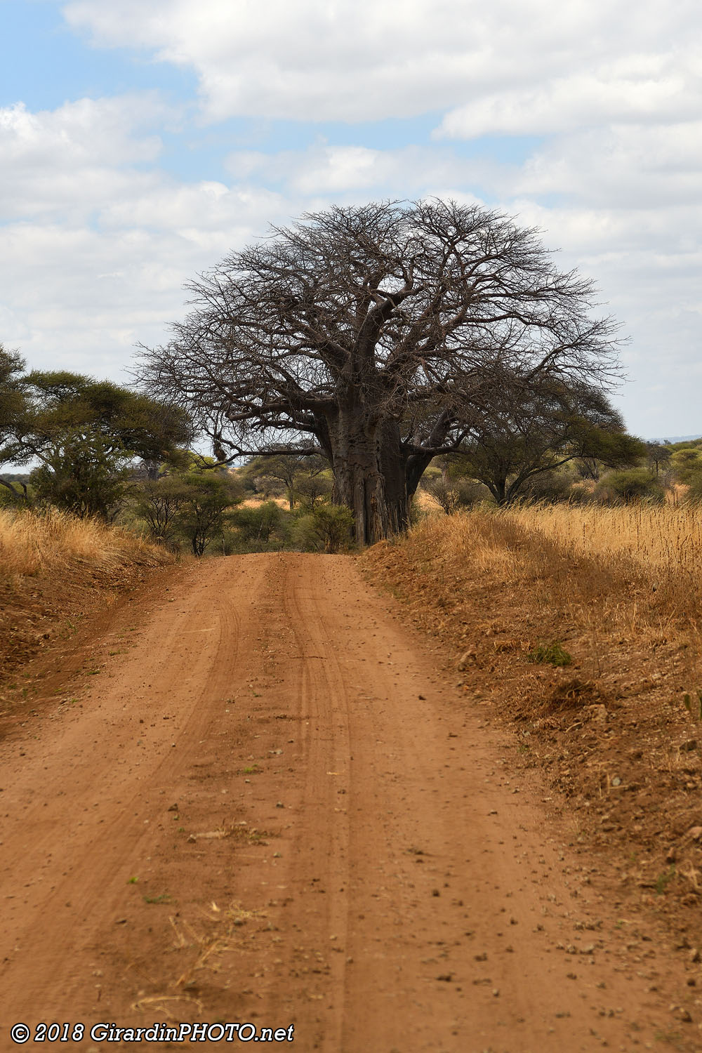 Piste du Tarangire et ses mythiques baobabs