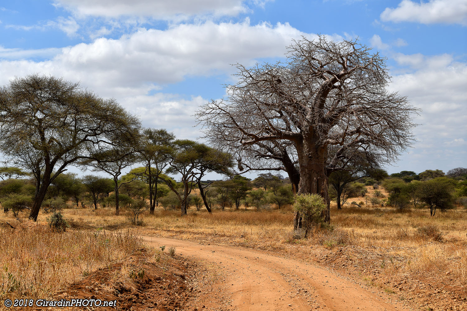 Piste du Tarangire et ses mythiques baobabs