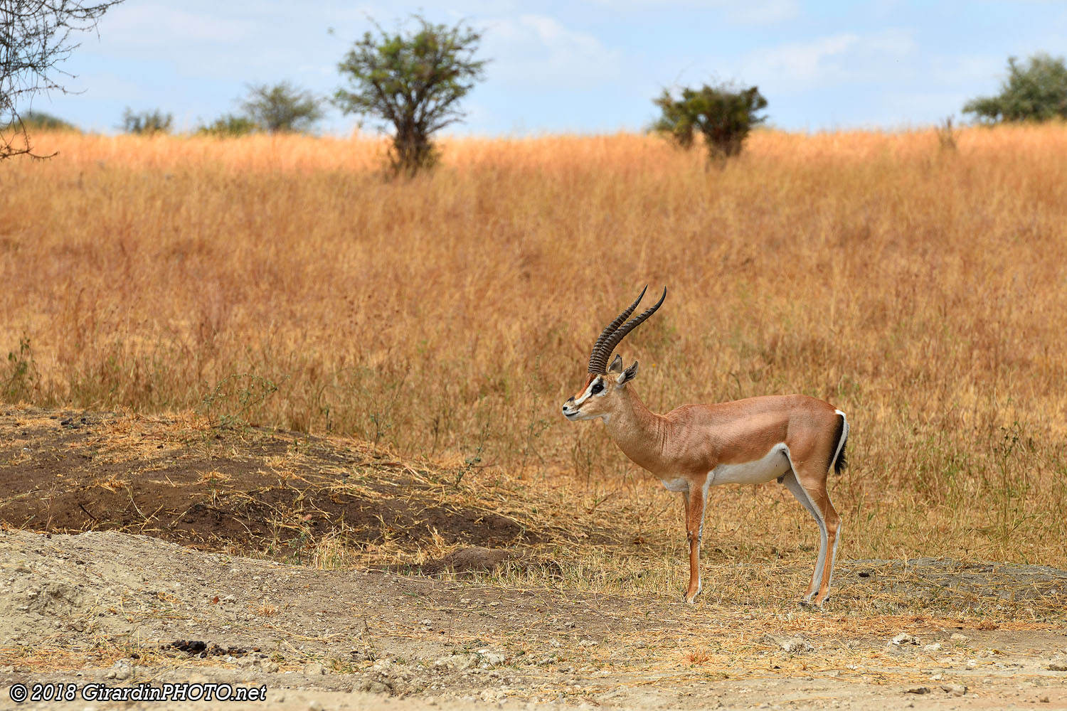 Gazelle de Grant