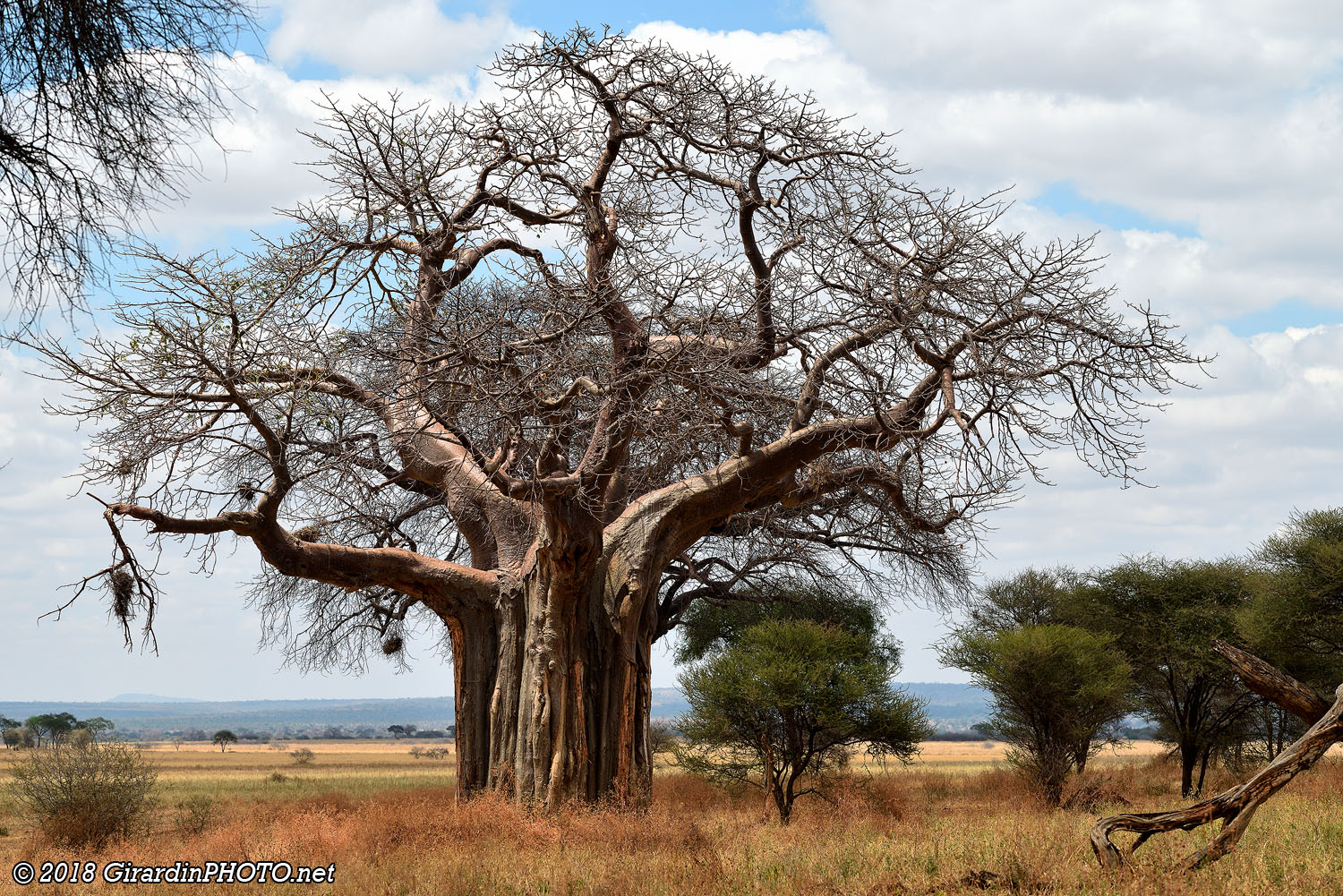 Small Serengeti