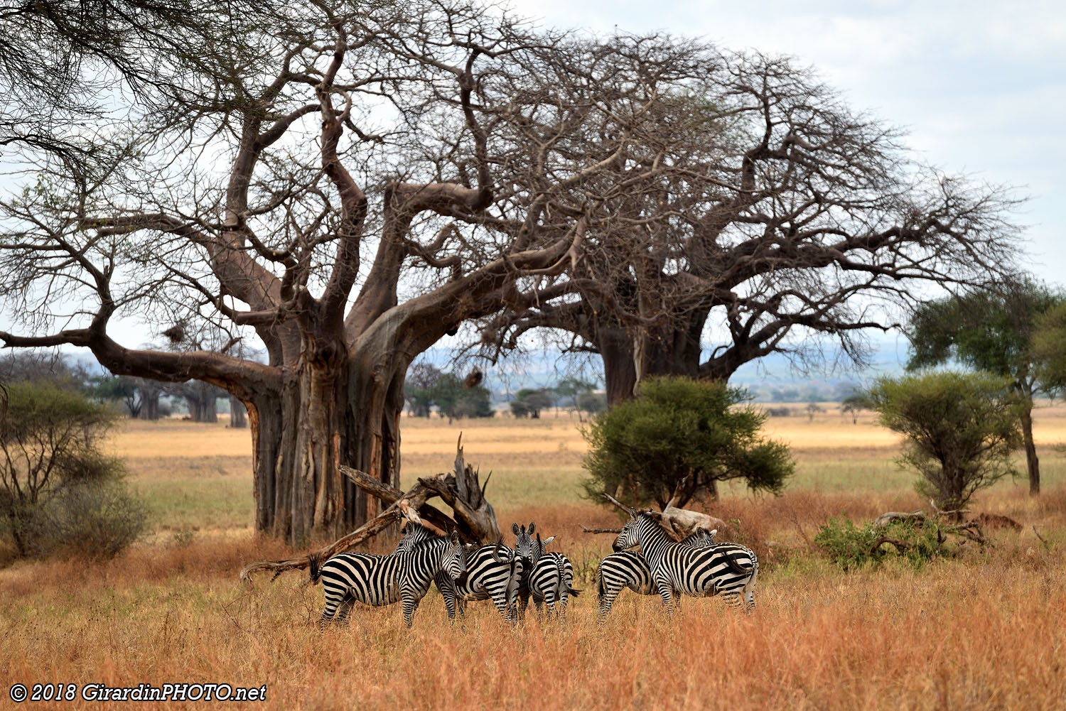 Zèbres devant les baobabs