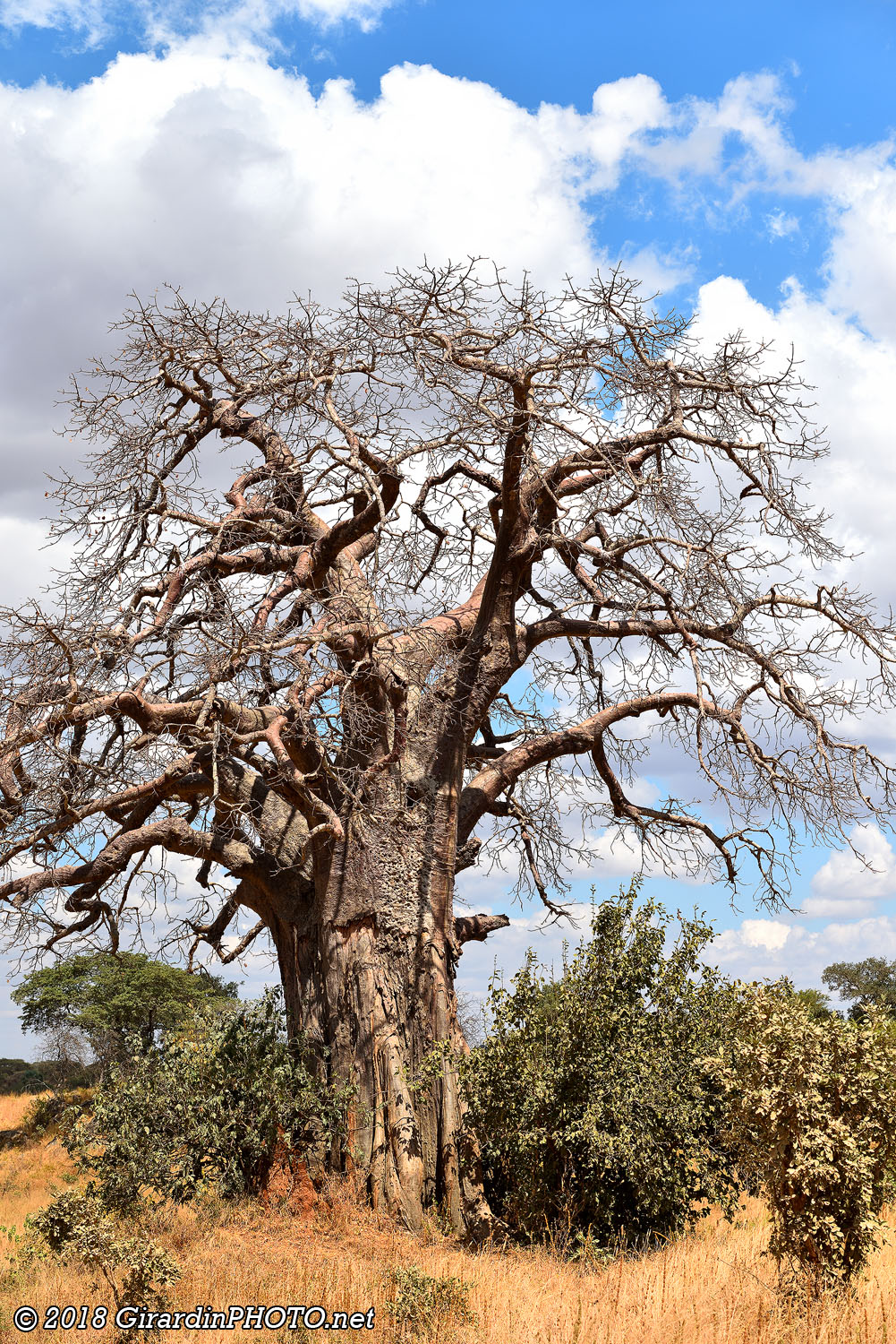 Piste du Tarangire et ses mythiques baobabs