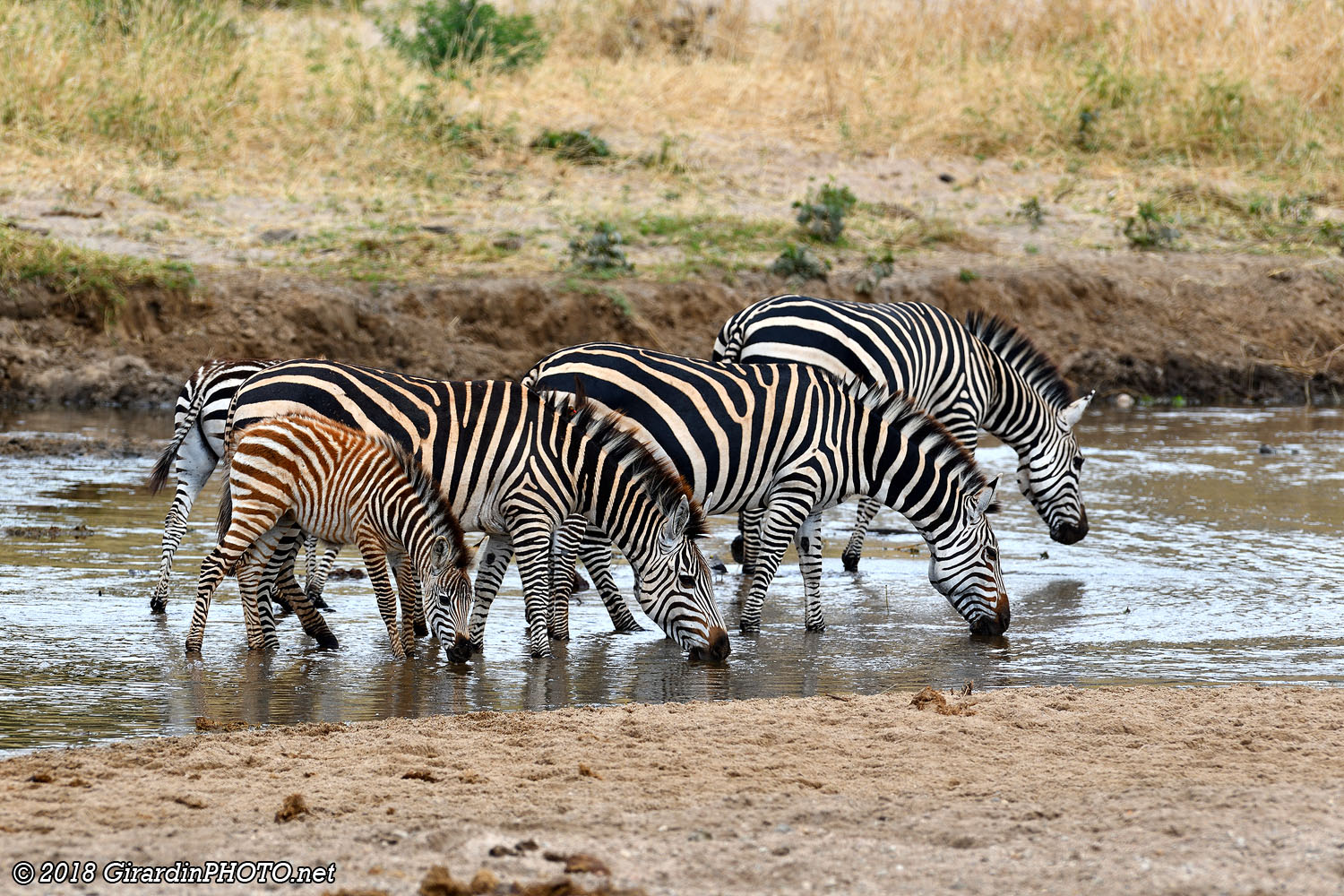 Zèbres à la Tarangire River